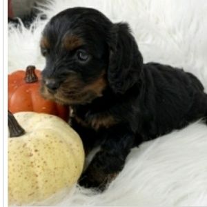 Meet your Posher, Ebone